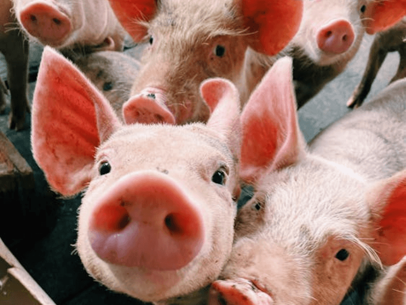 The importance of measuring crude protein levels in pig feed
