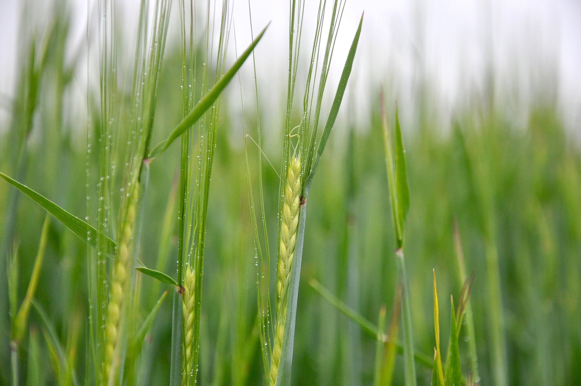 Has the rain come too late for some spring barley crops?
