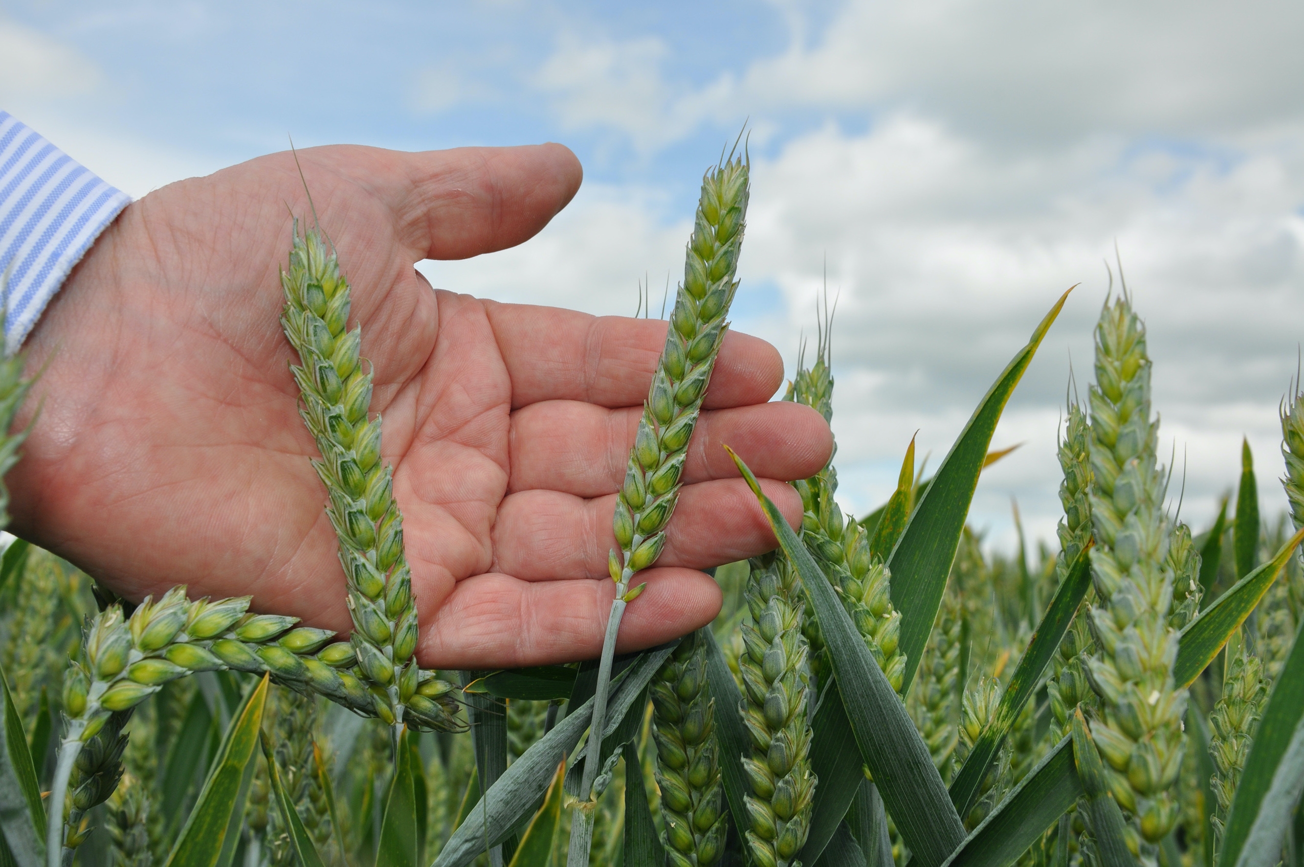 Tillage: Latest crop report brings both good and bad news
