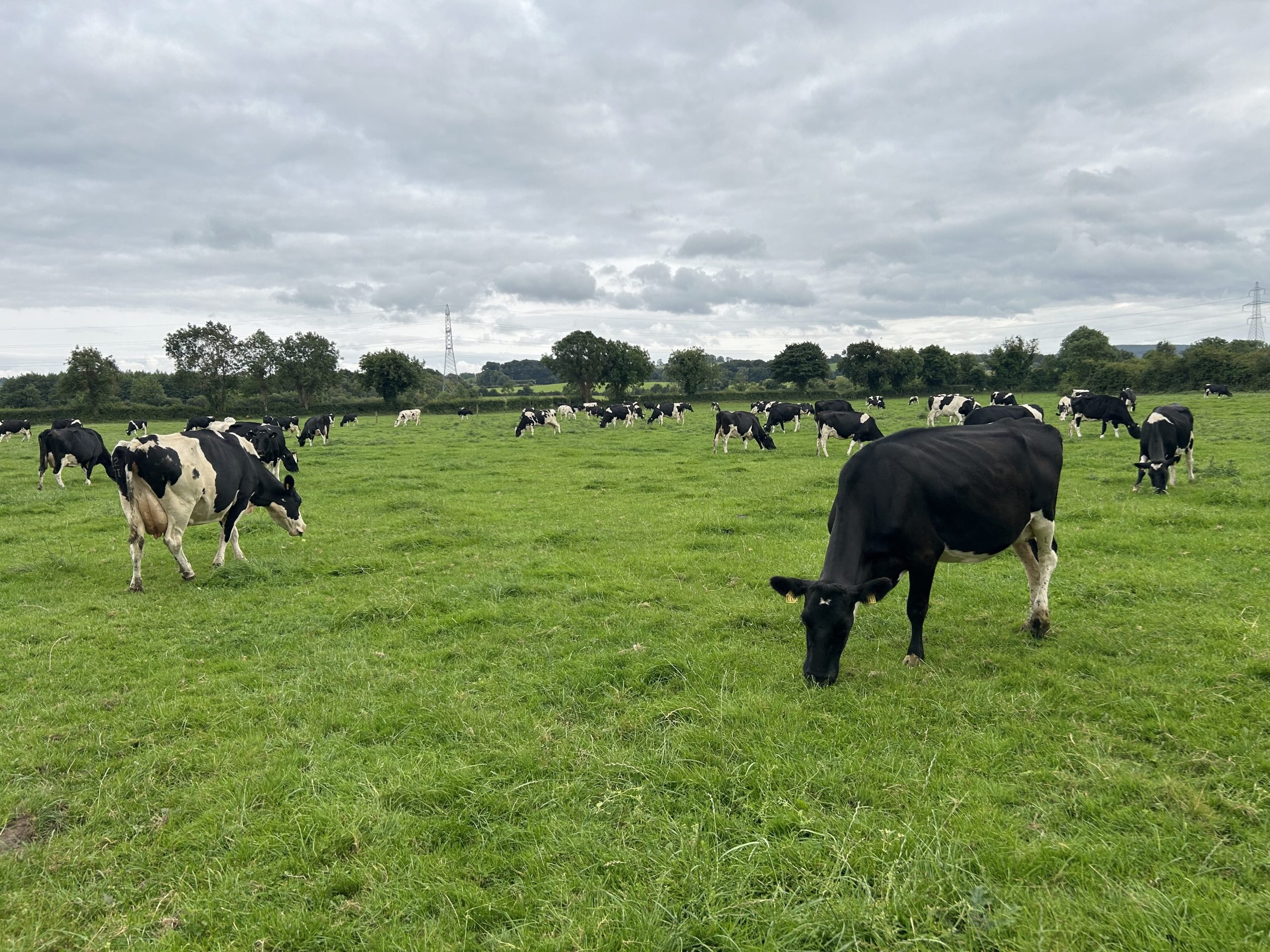 How to deal with non-bulling cows as breeding gets underway