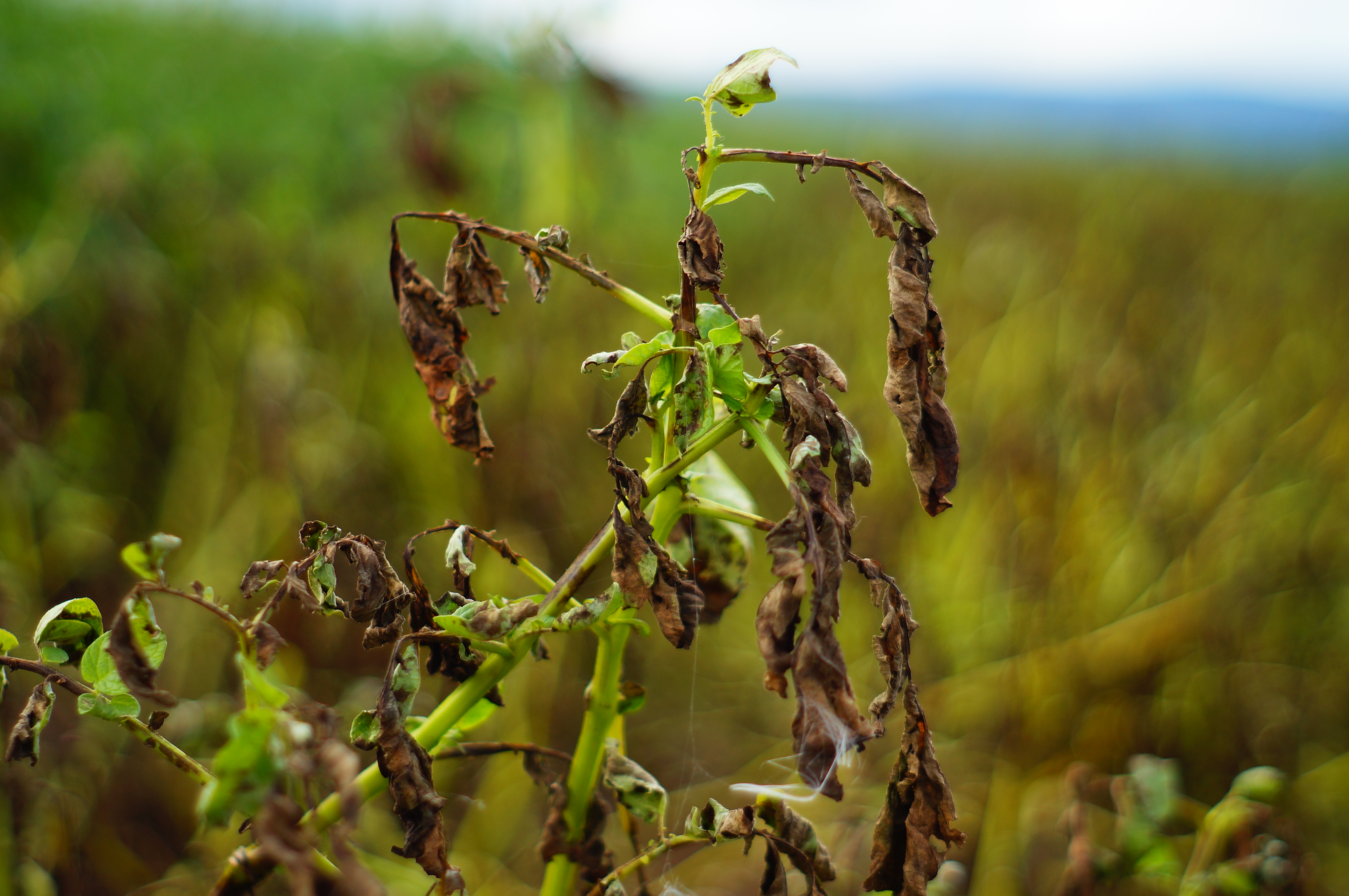 Met Éireann issues nationwide advisory for potato blight