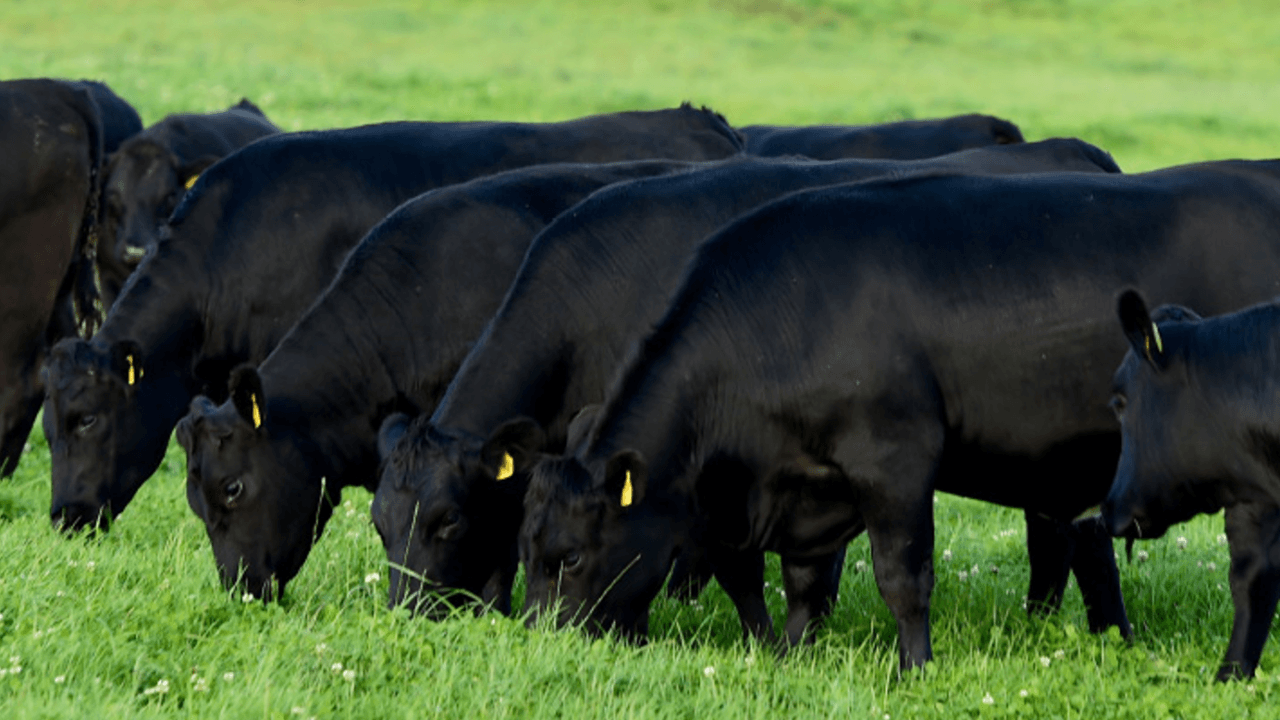 Irish Angus €15,000 bull calf championships head to Moate