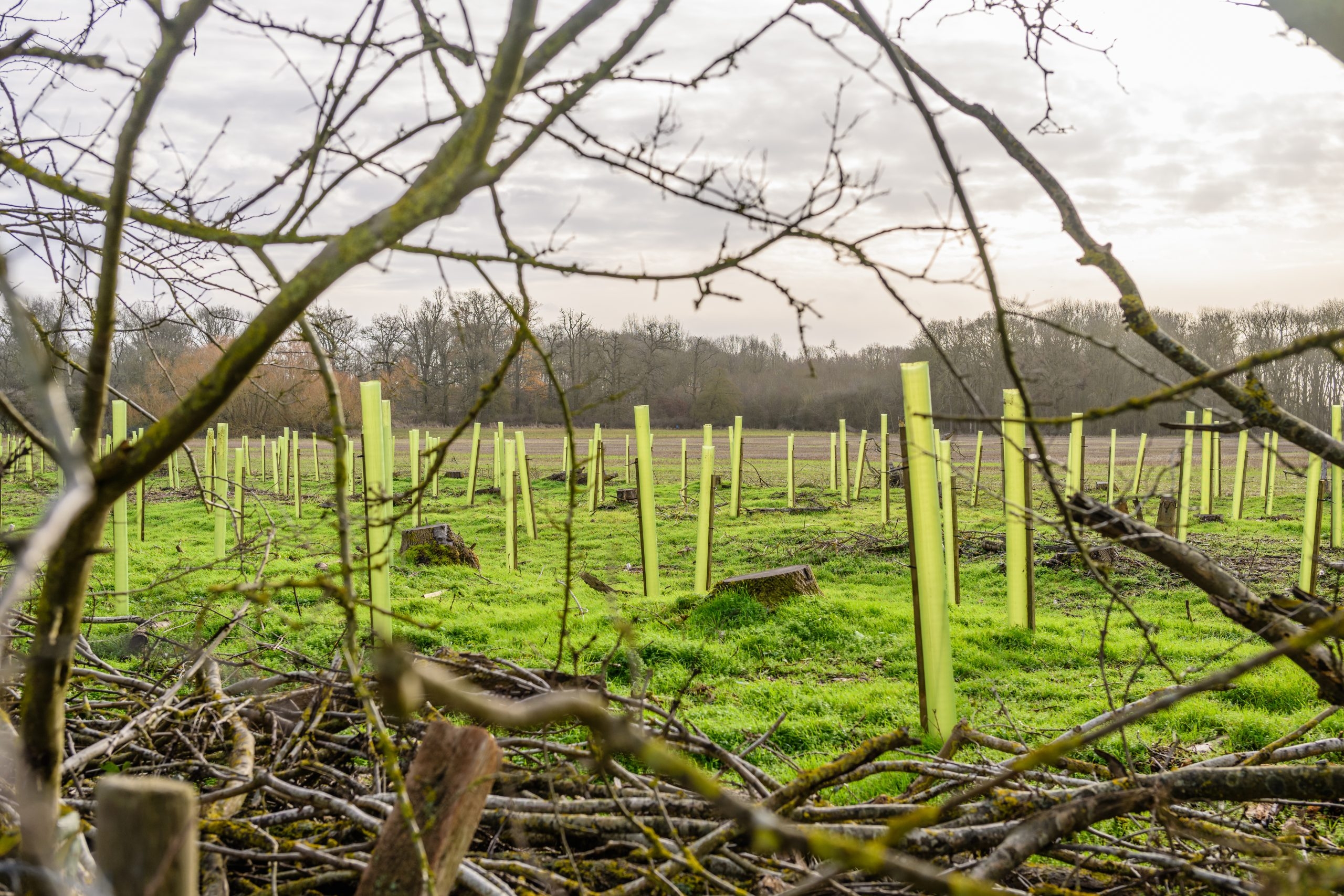 Heydon: ‘Hopeful signs' on forestry planting this year