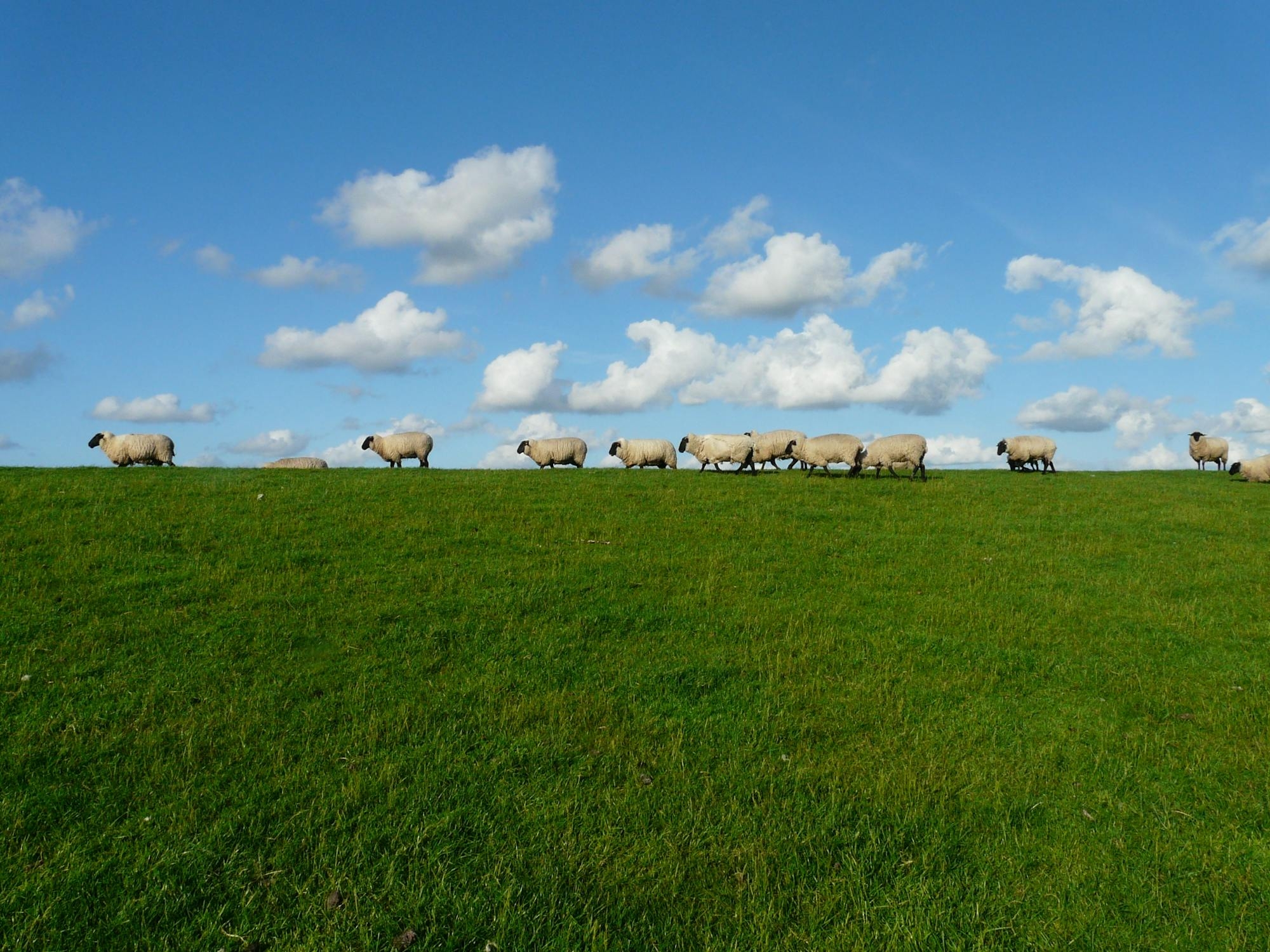 Sheep trade: Cull ewe trade the highlight as hoggets cut