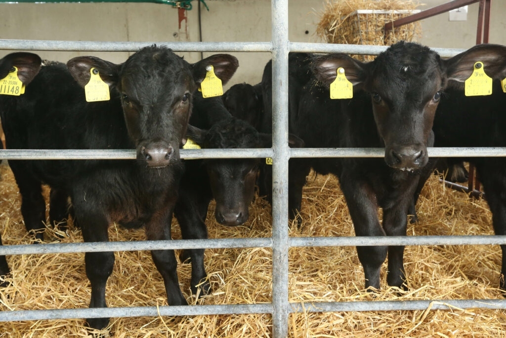 2025 calf registrations drop off by 38,000 to date this year