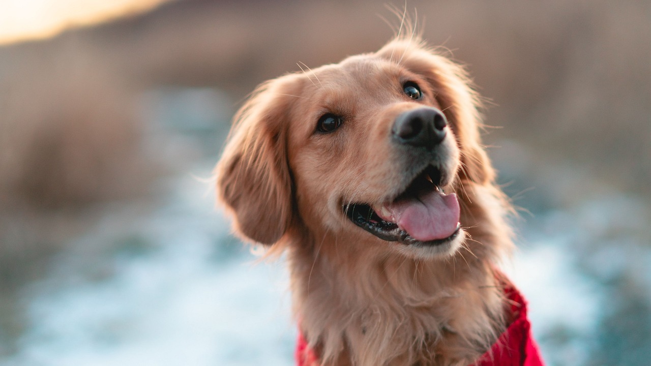 Ispca Campaign Raises Over E20000 for Flea and Worm Awareness