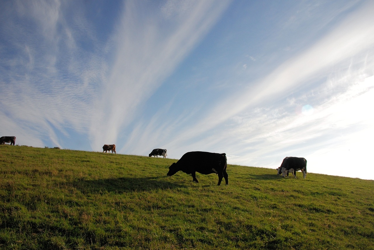 CSO: Cattle numbers drop 2.2% in year to June 2024