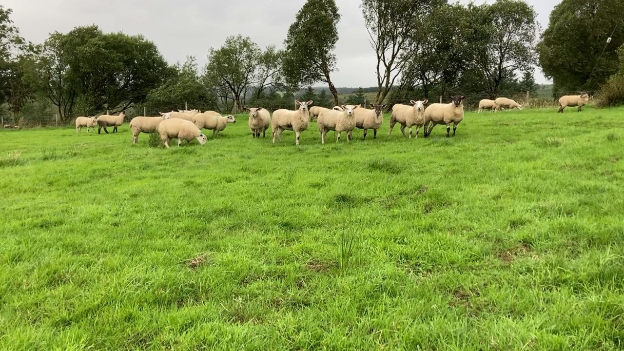 PSNI investigating theft of 21 lambs in Tyrone