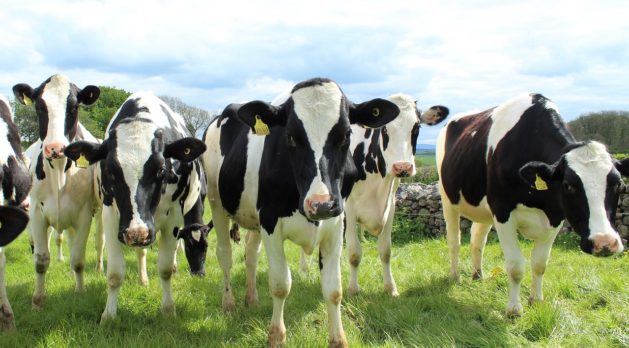Watch: Potential for vaccines to reduce methane emissions?
