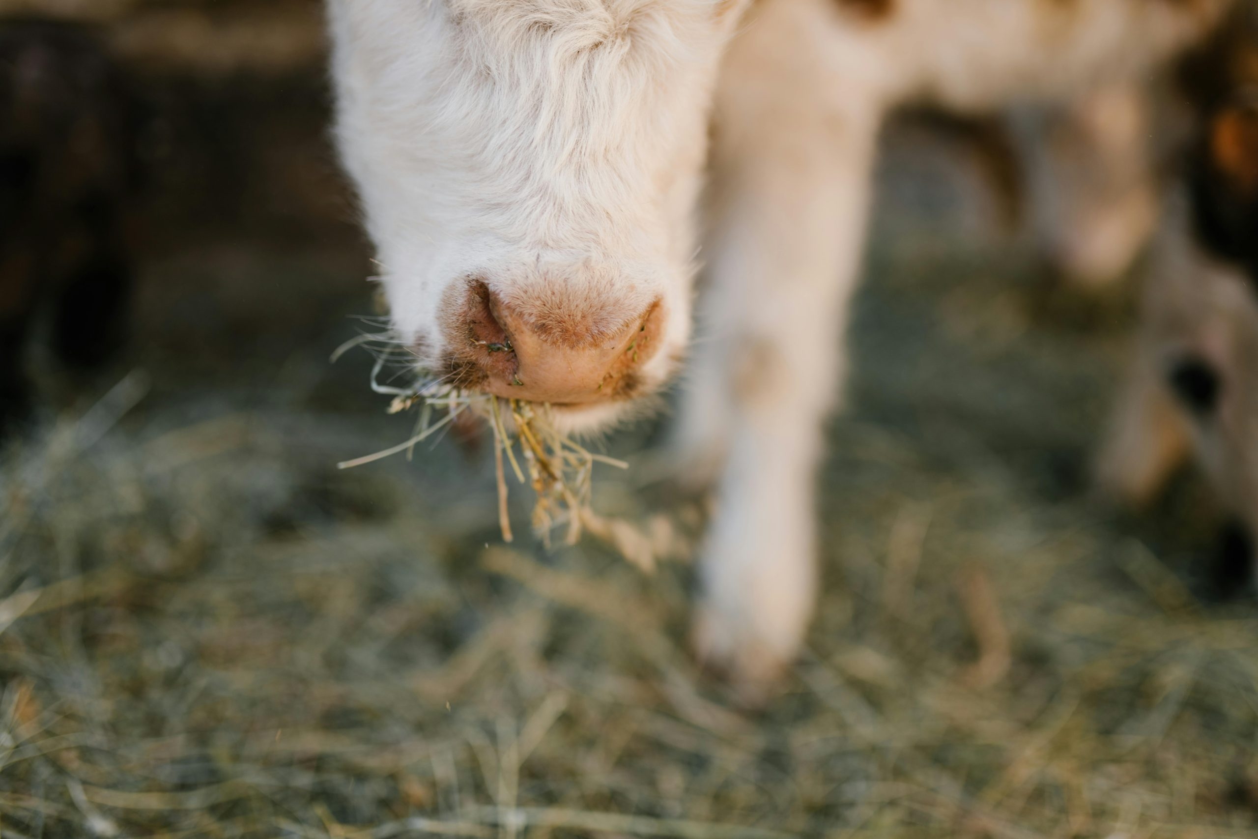 NI brucellosis compensation rates for June 2025