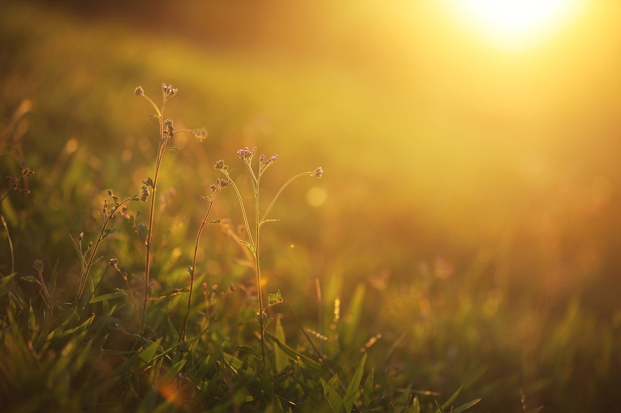 New research aimed at reducing GHG emissions from farmland