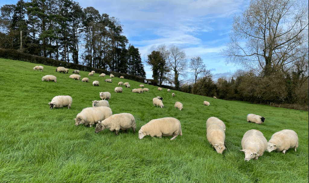 Sheep farmers dealt a ‘crippling blow'