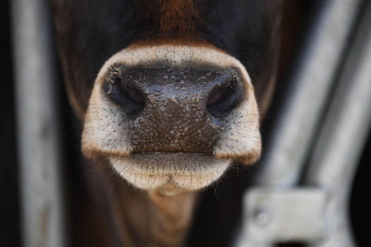 DEFRA to extend bluetongue restriction zone to all of England