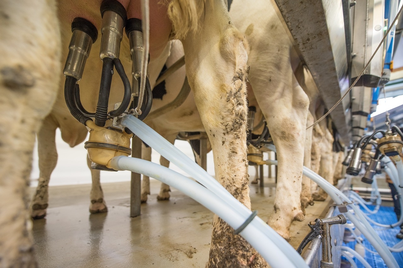 Dairy trade: Further drop for Ornua PPI in May