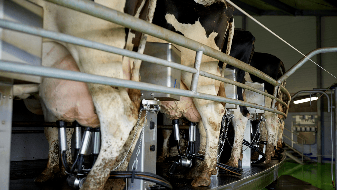 Report: Derogation decision will ‘directly impact milk production' in Ireland