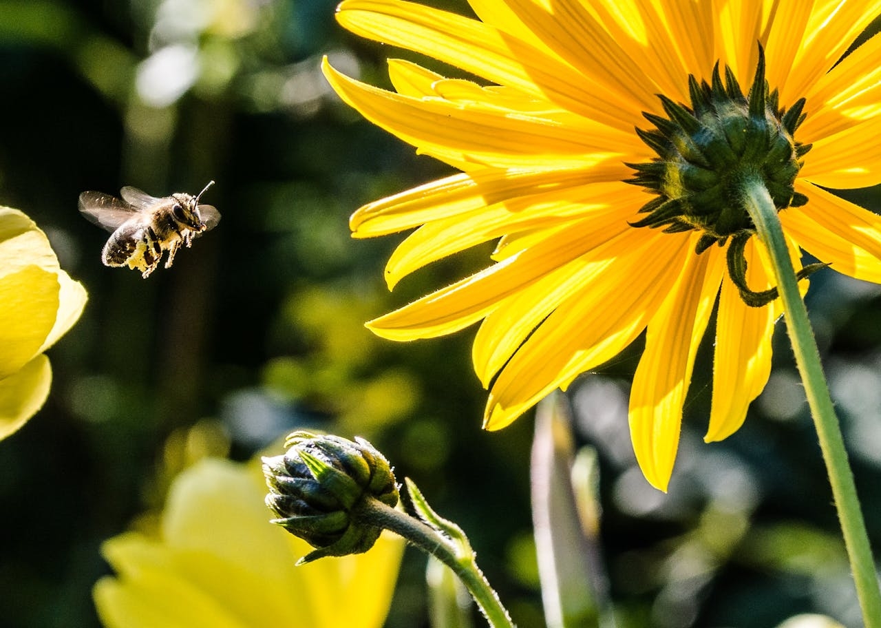 What threat do Asian hornets pose to Ireland?