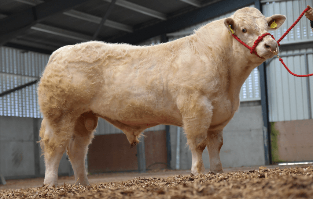 Charolais show and sale and dispersal set for Tullamore