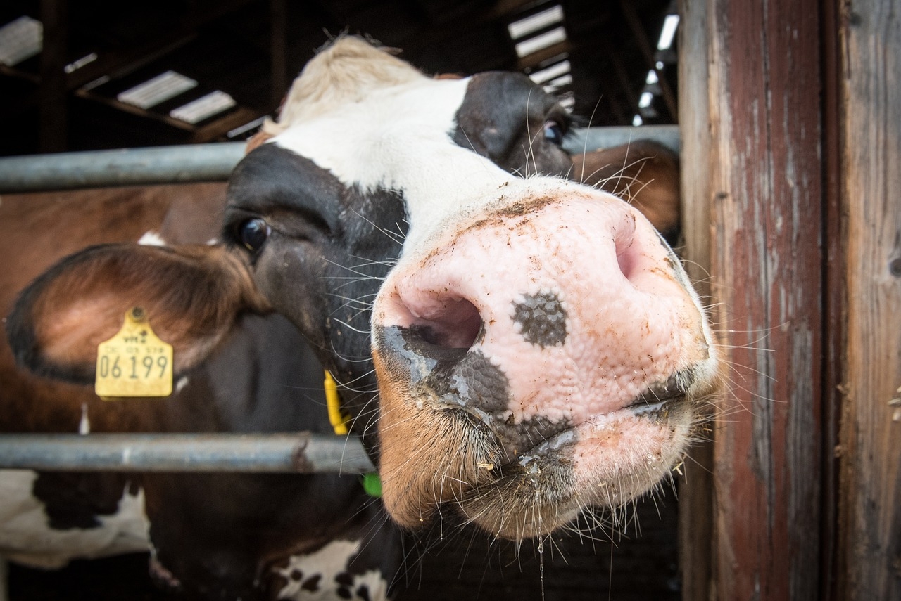 CSO: Domestic milk intake up 12.6% in year to April