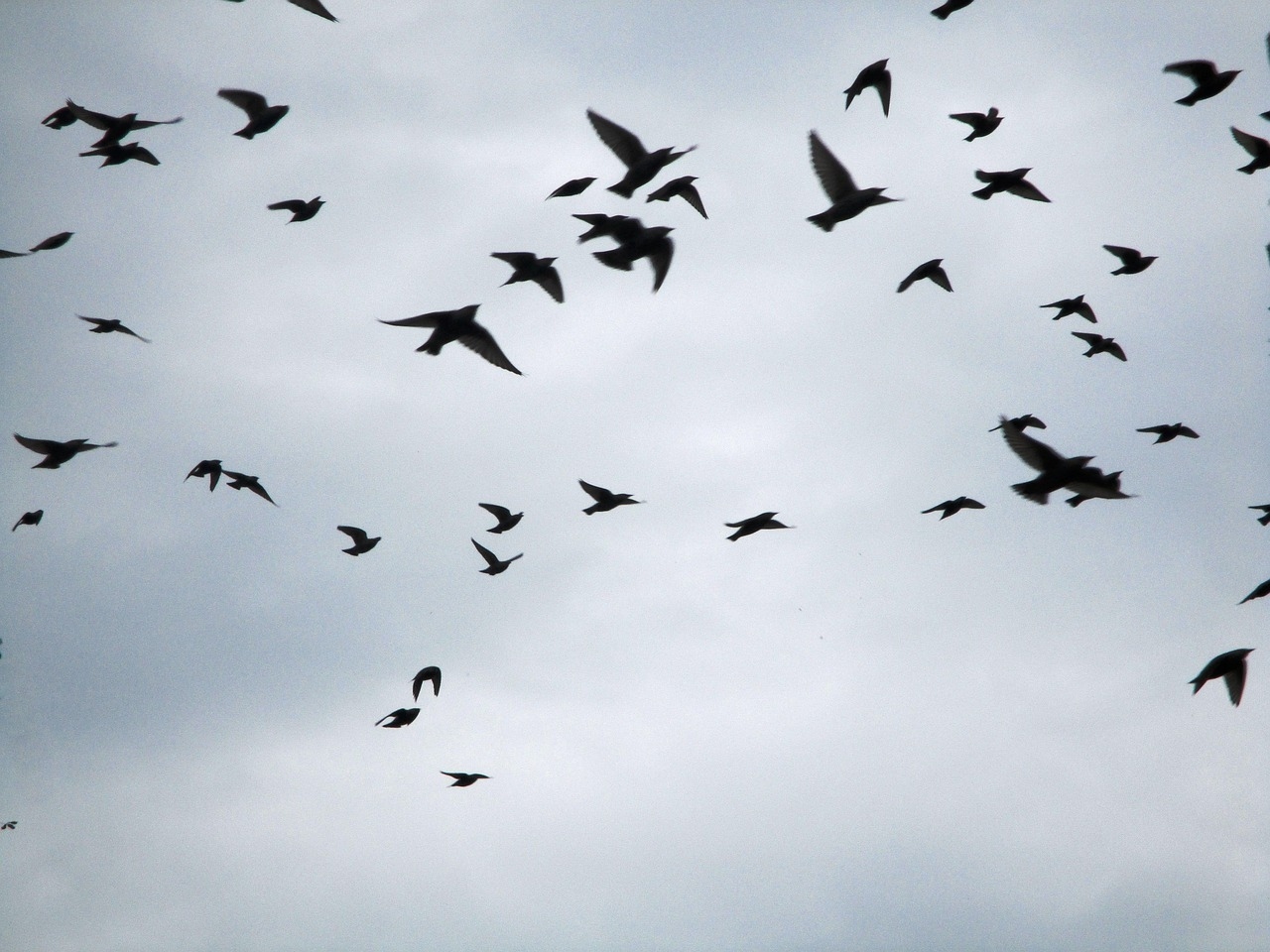 Study: Viruses in cattle more likely to infect birds than humans