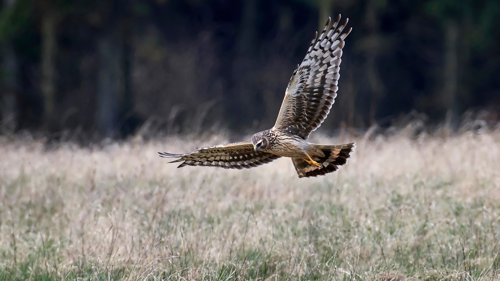 Hen harrier halts plans for controversial Clare wind farm