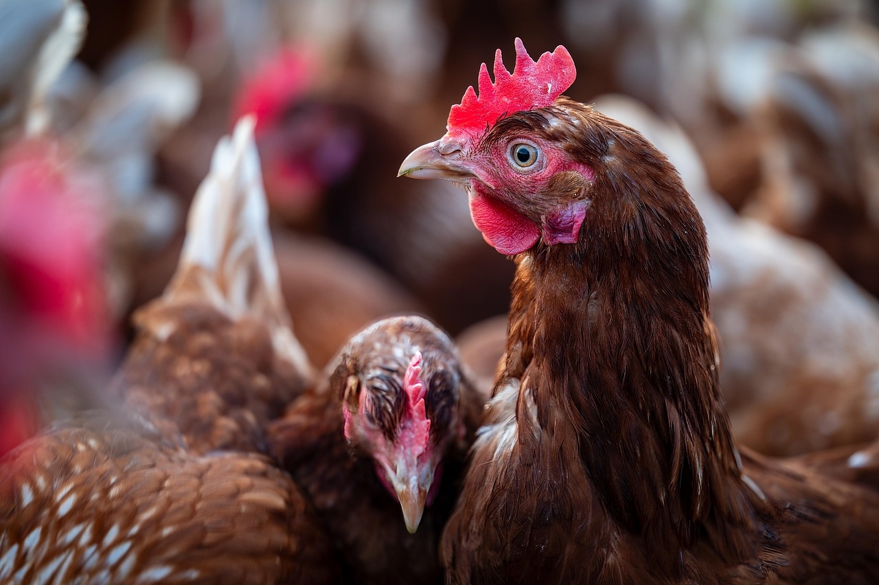 Bird flu biosecurity measures to be lifted north and south