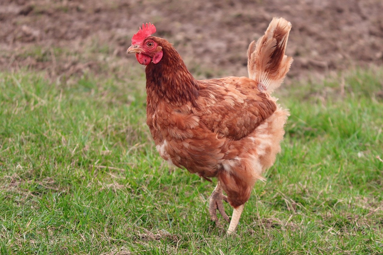 Bird flu: Northern Ireland to lift housing order for poultry