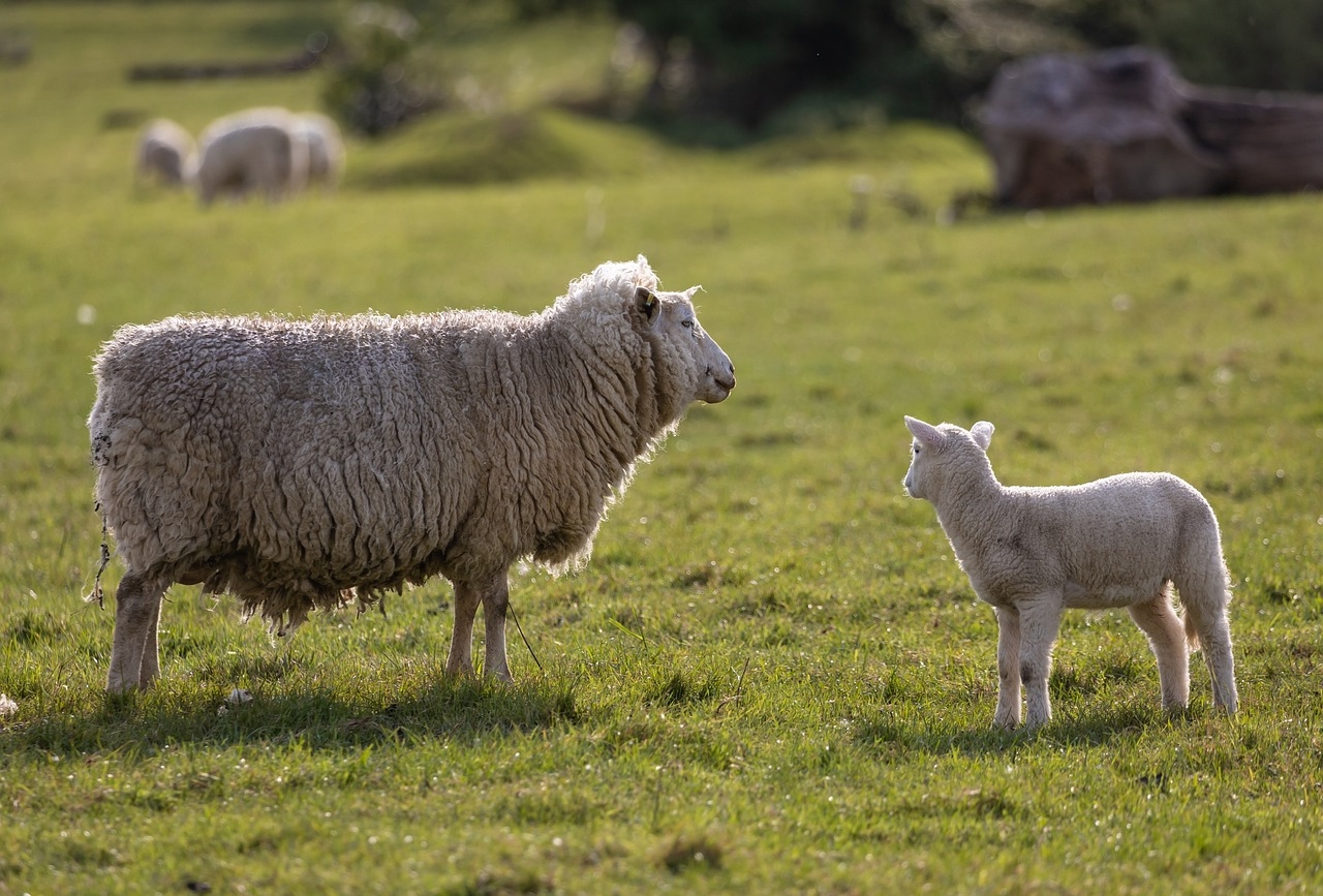 Current price cuts are ‘not acceptable' to sheep farmers