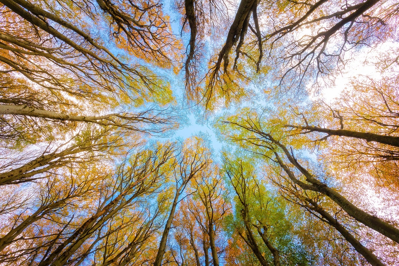 How much land has been licensed for afforestation since 2023?