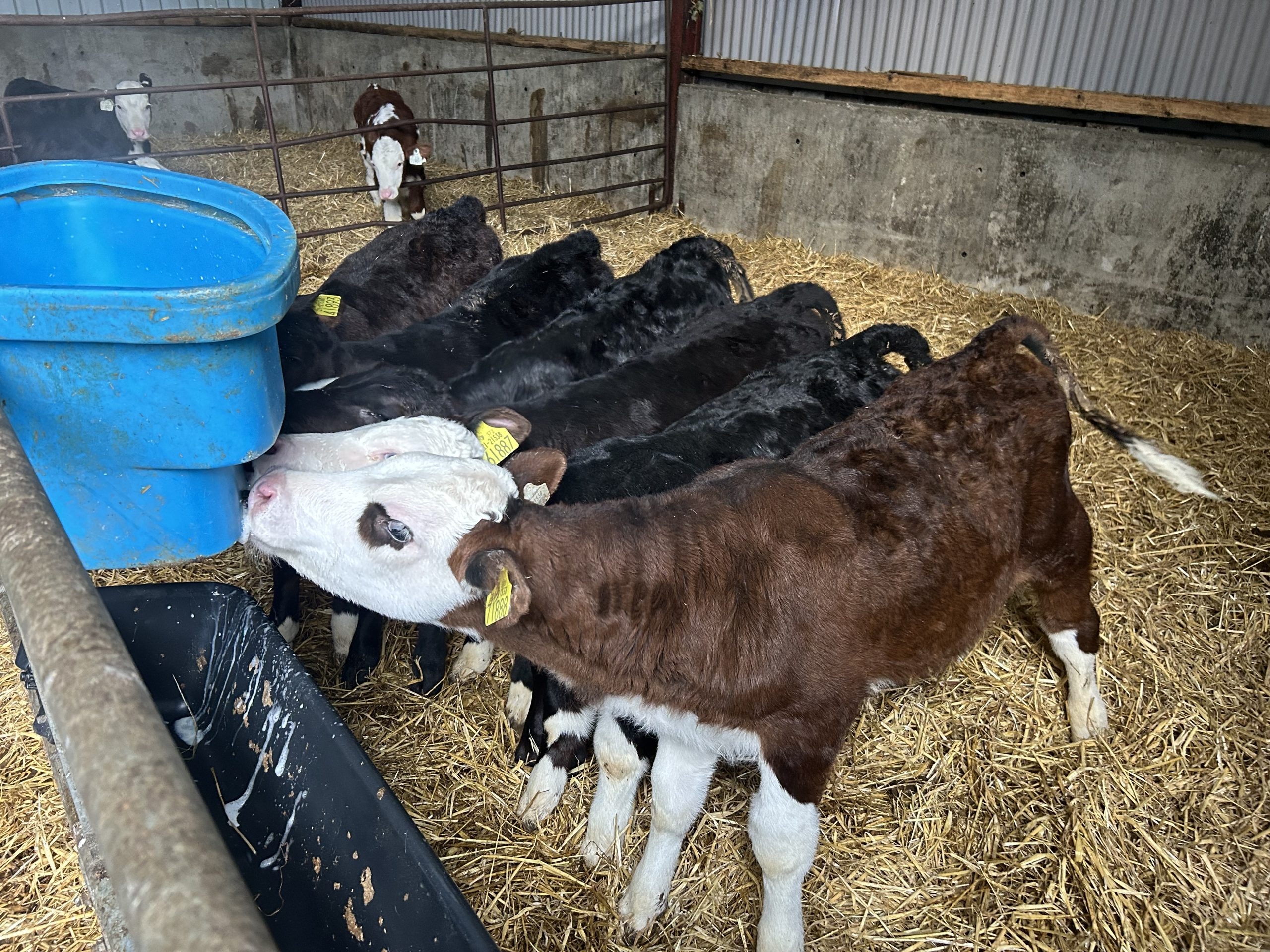 Number of BVD positive herds up nearly 20% year on year