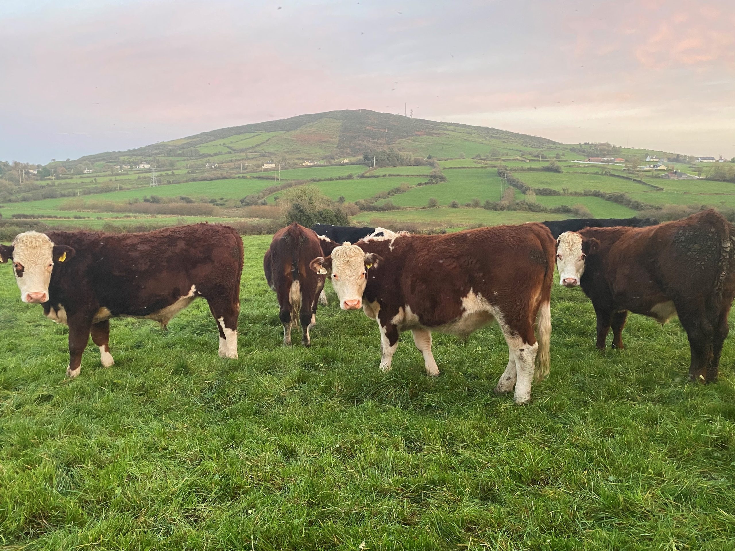 DAFM: 62% of Irish herds have less than 50 cattle