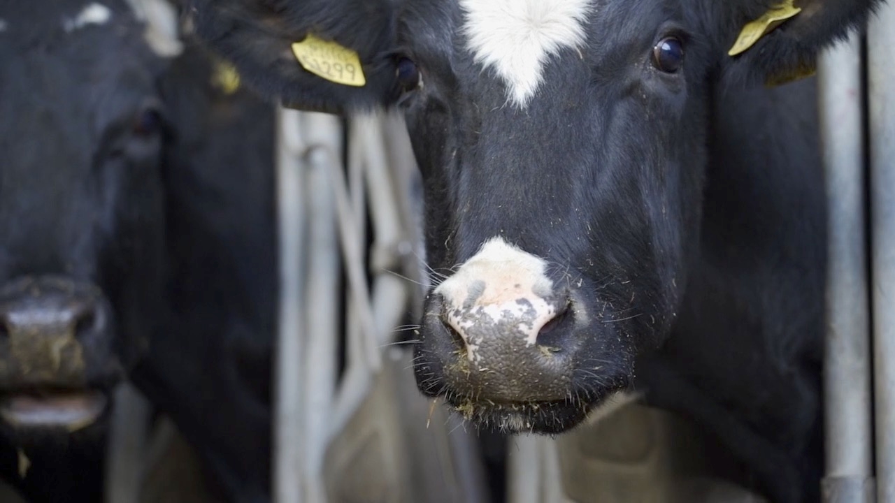 Farm orgs respond to DAFM's proposals at TB summit