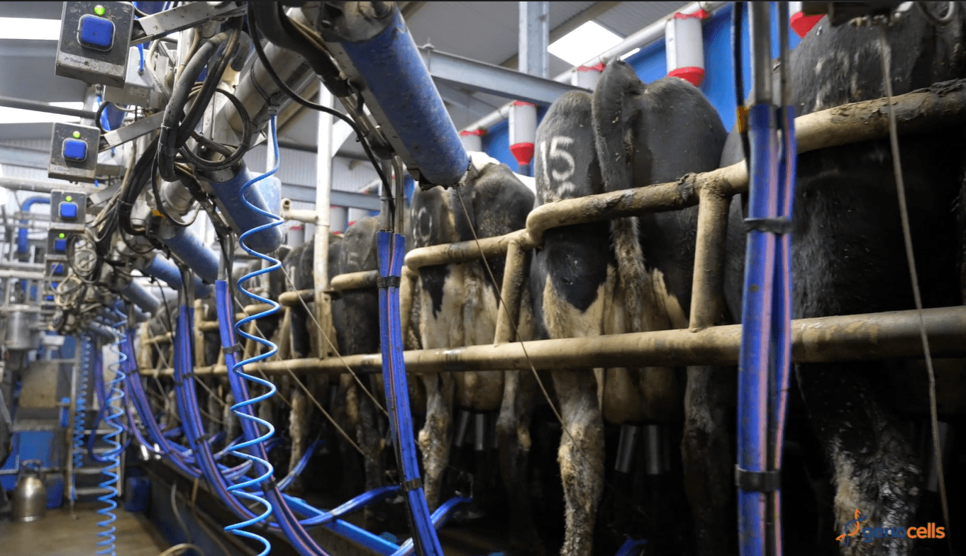 Watch: How a bulk milk tank test calculates individual SCCs