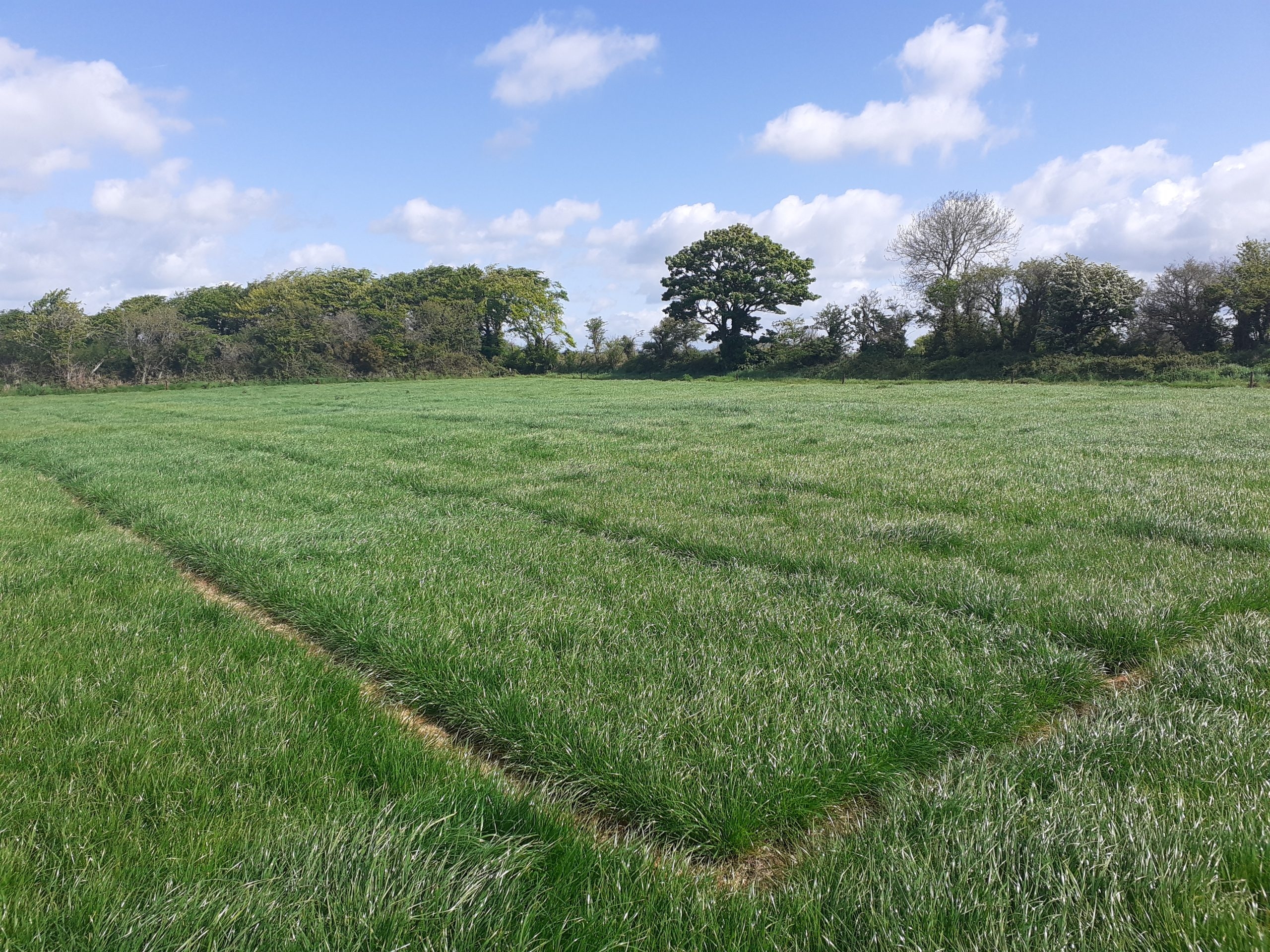 New grass variety brings 1.5t boost to spring growth