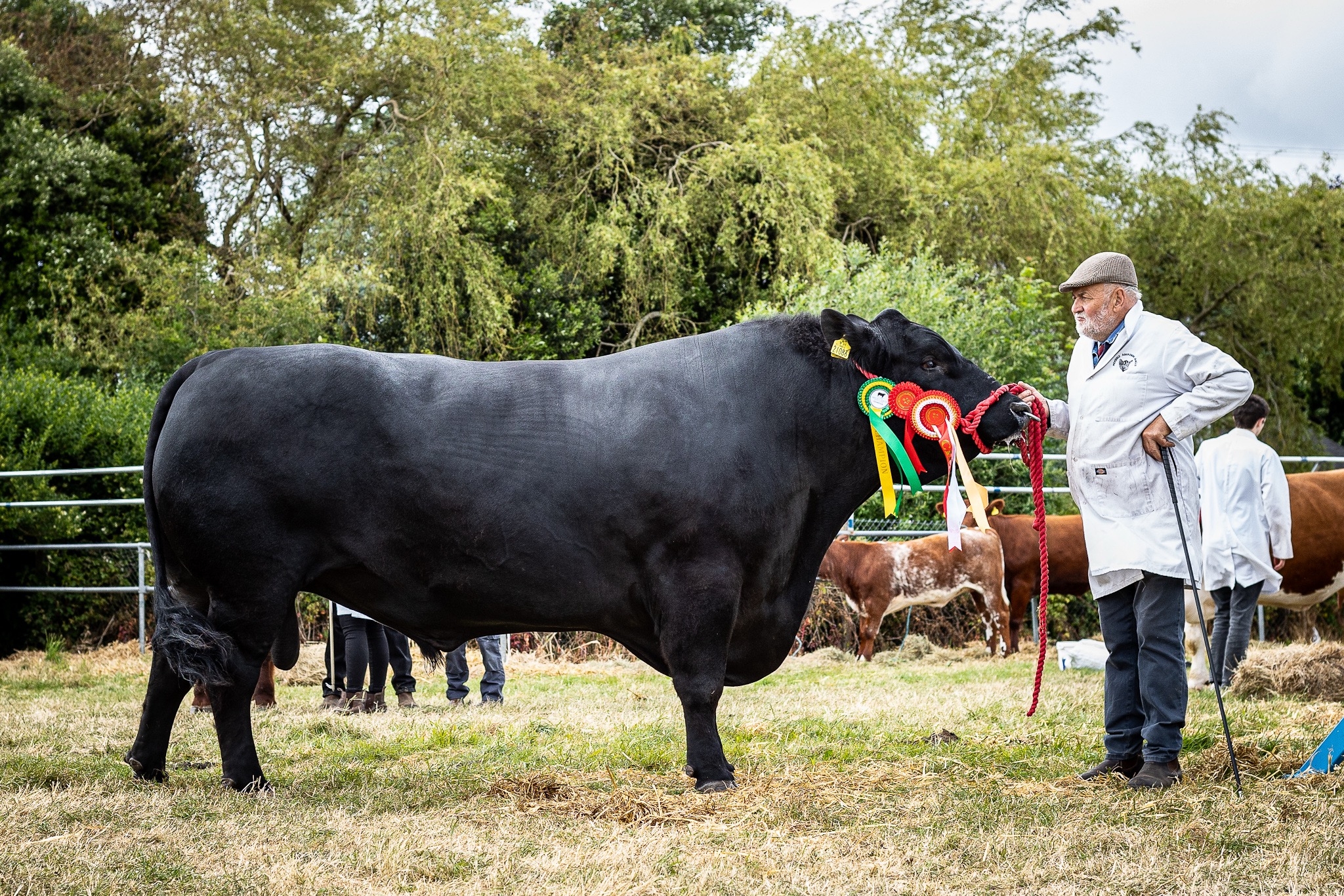 Over 800 competition classes open for Cork Summer Show