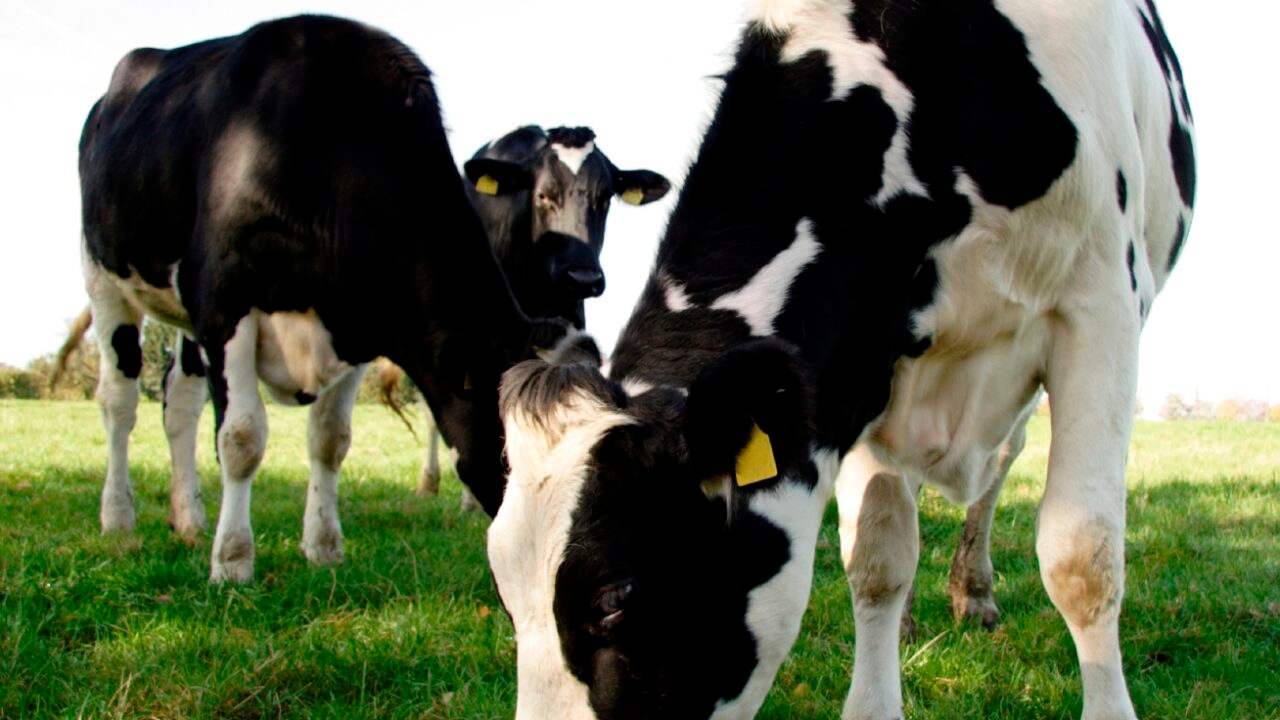 Dairy farm incomes more than doubled in 2024