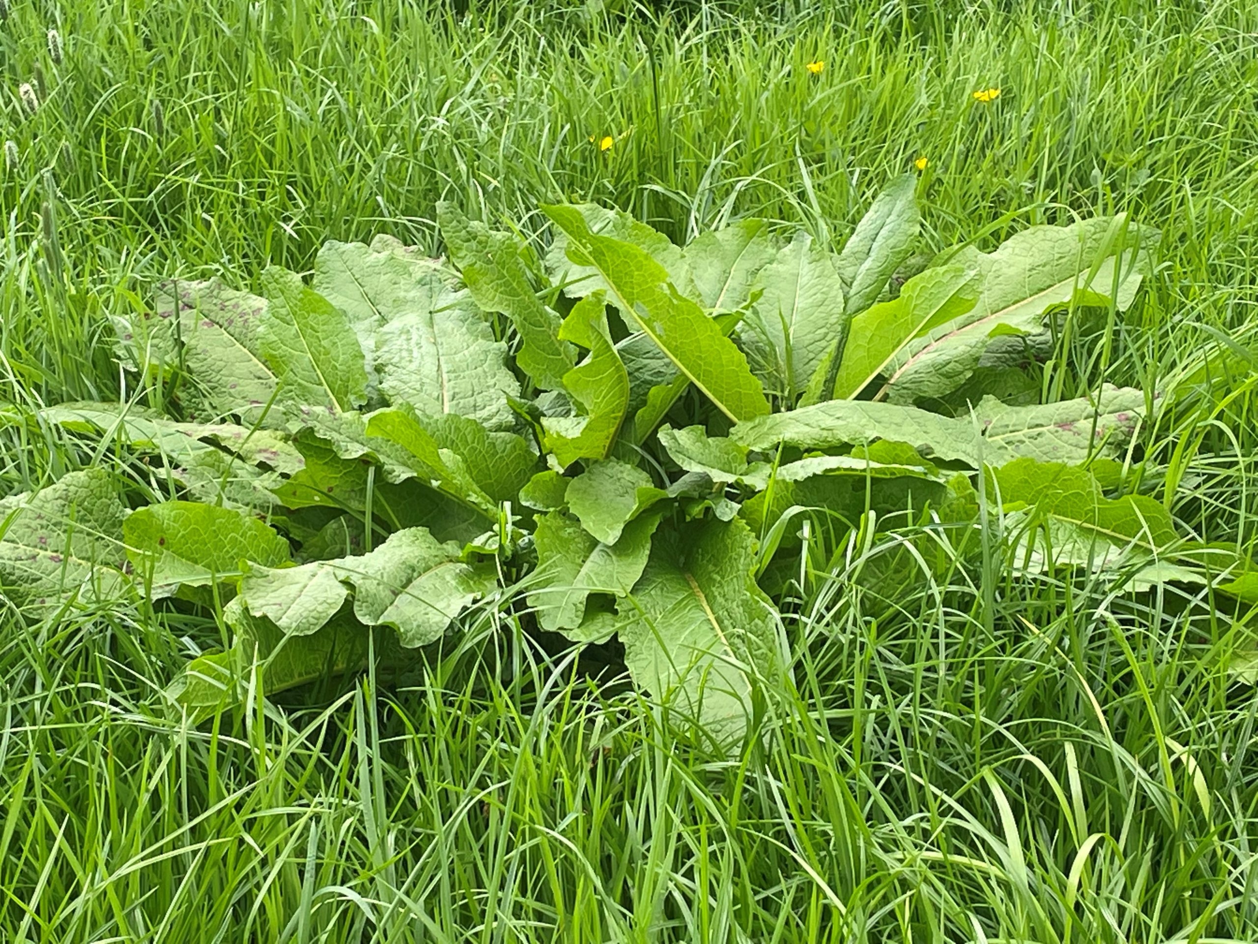 Eradicating docks effectively before first-cut silage