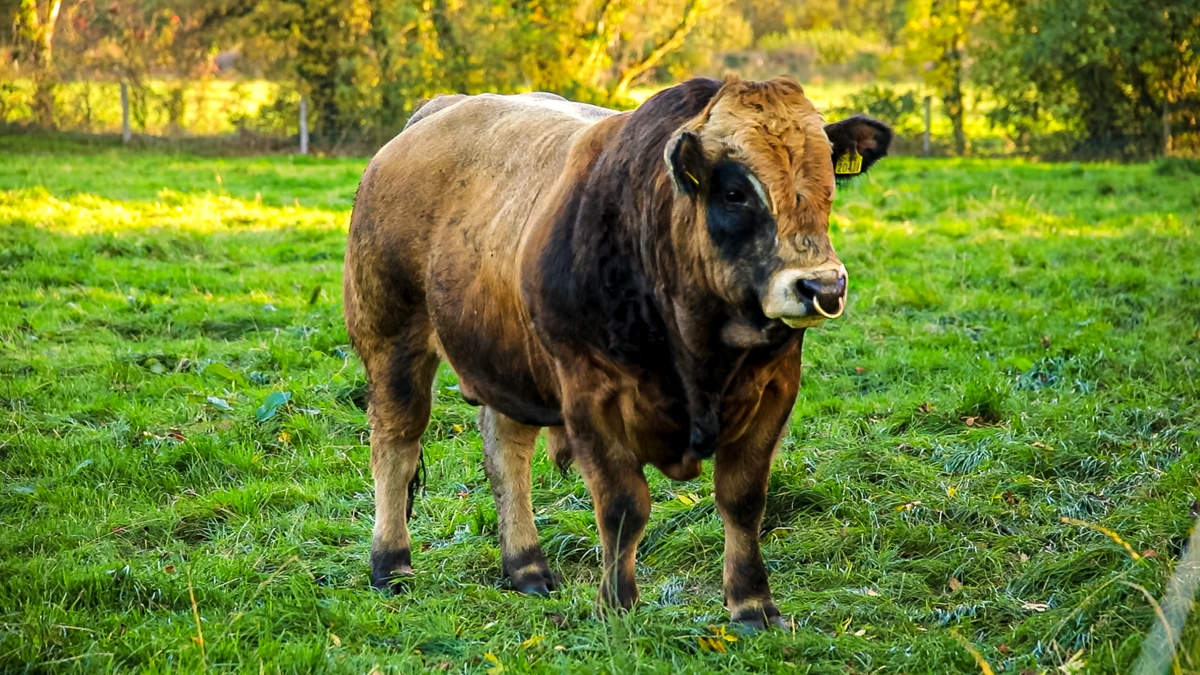 Aubrac society sale and dispersal set for Tullamore this Saturday