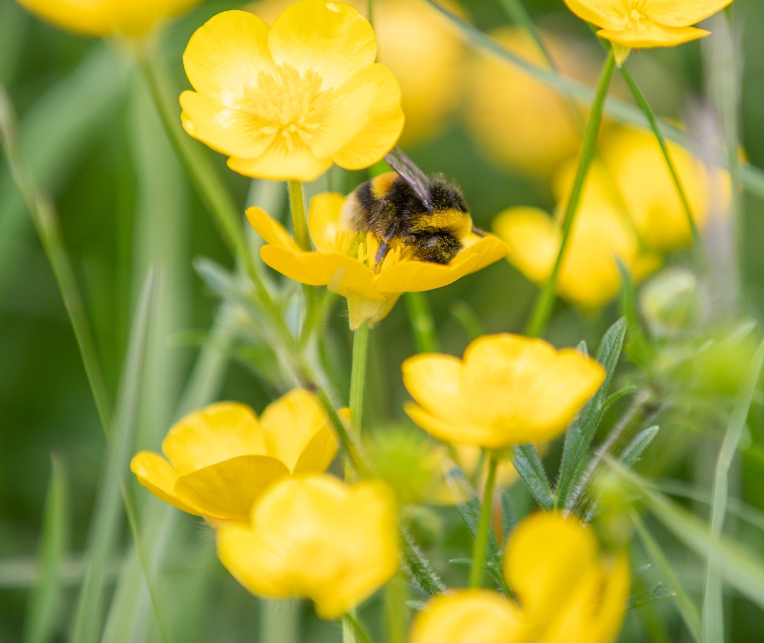 €2.9m in funding for local biodiversity projects