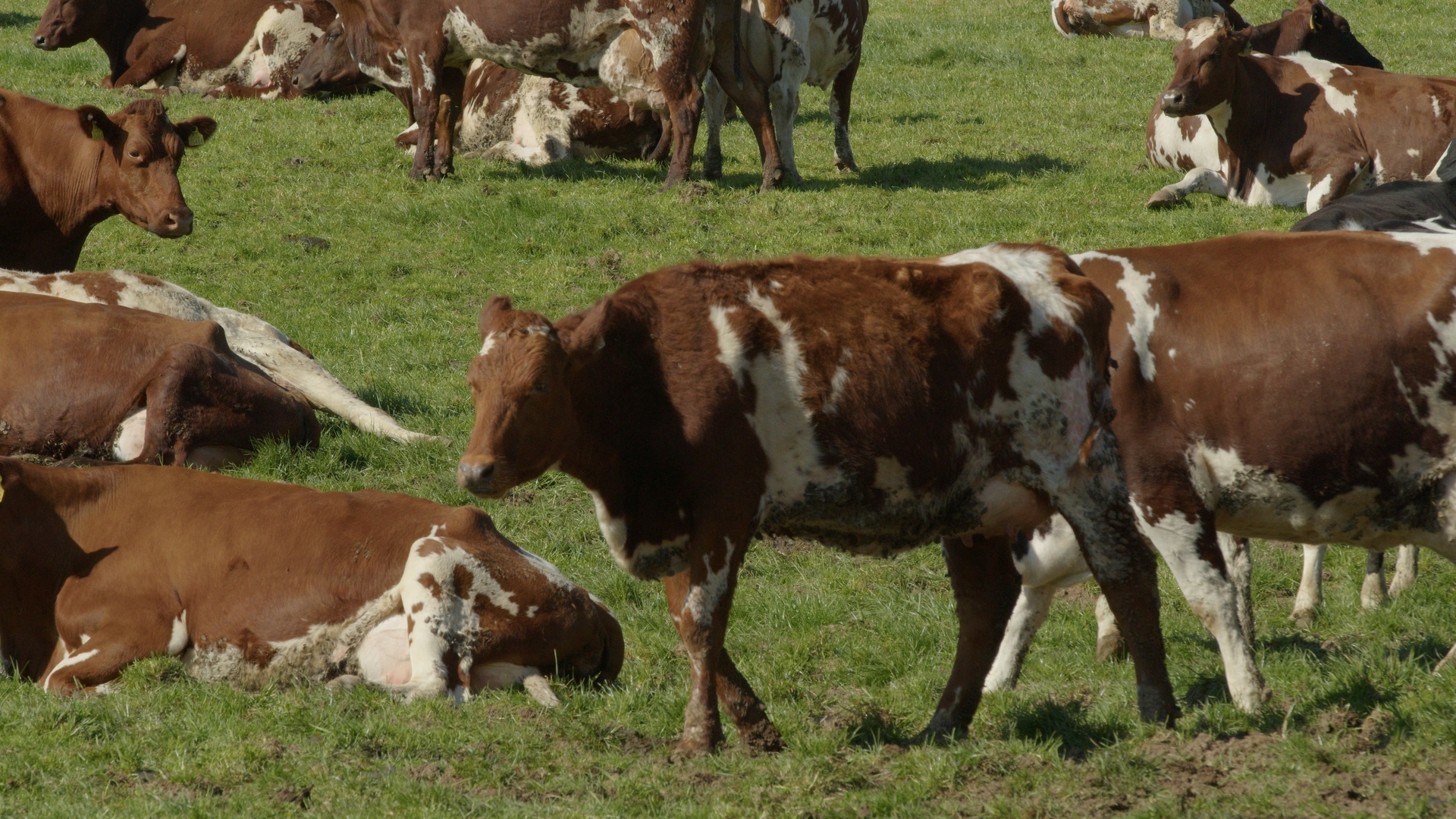 Meet the world's largest Norwegian Red herd, based in Co. Cork