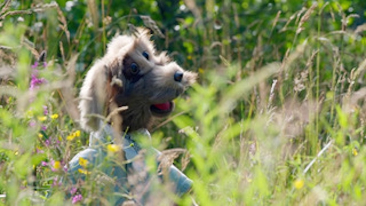 Mayo TV company produces series on curious farm dog