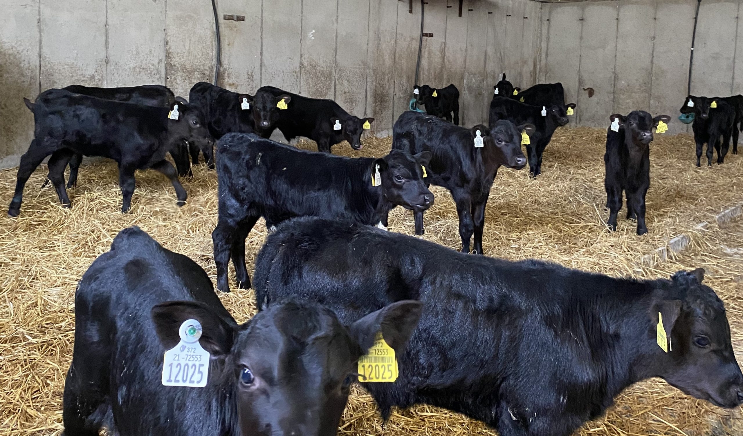 ABP Monitor Farms: Why this farmer is adding rolled oats to calf ration