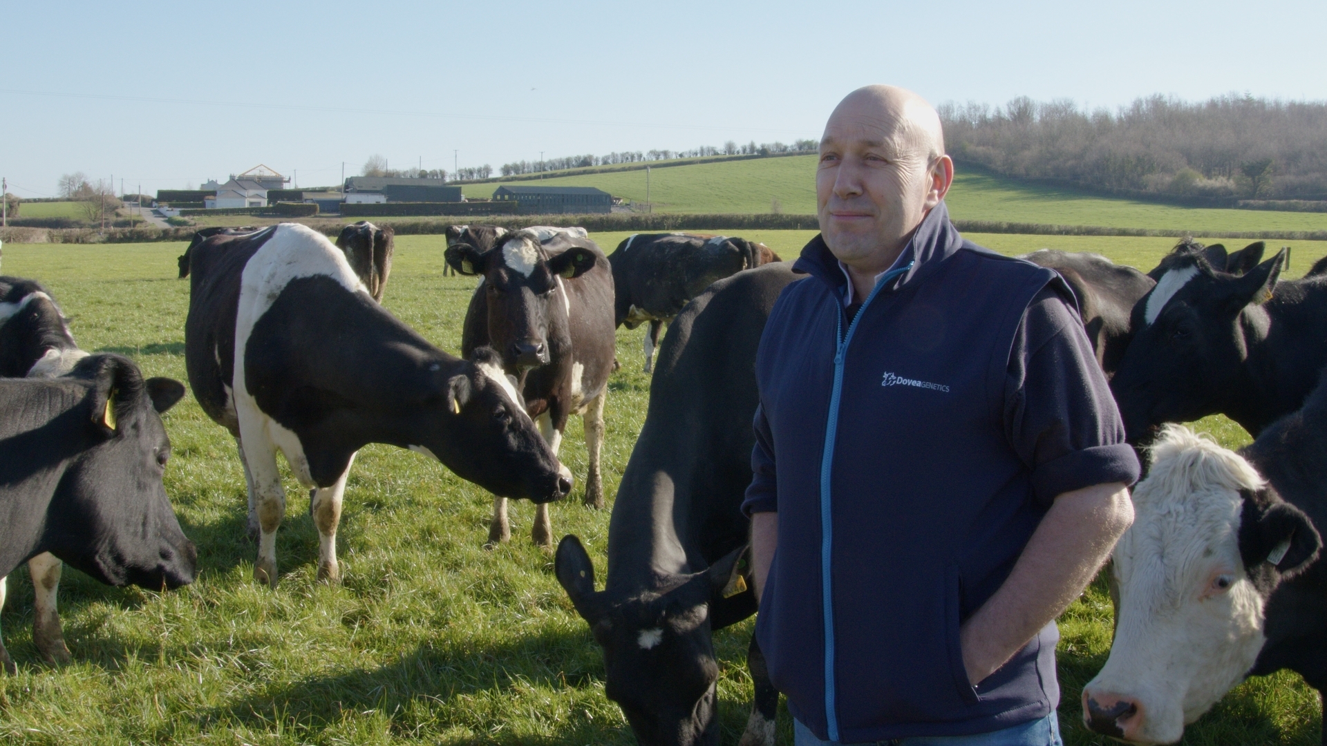 Enhancing dairy-beef performance through genetics