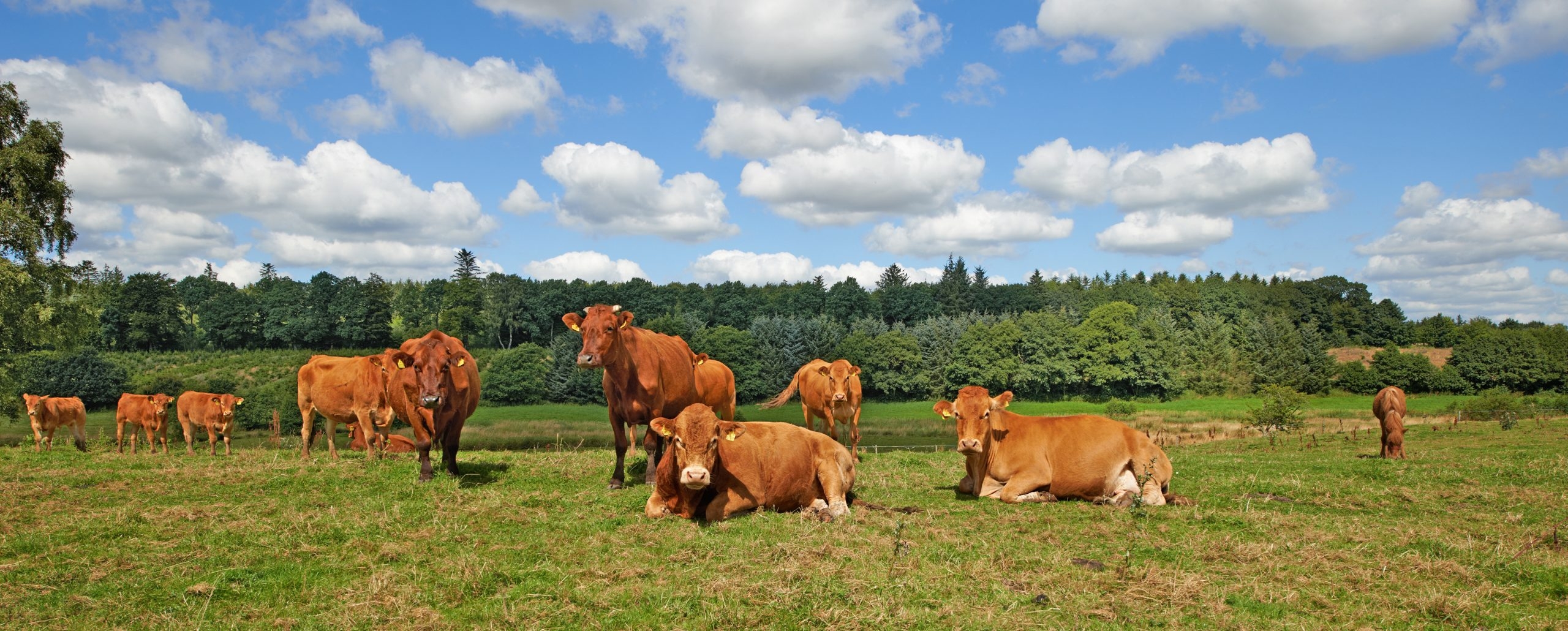ICMSA accuses factories of using ‘mind games' to reduce cattle prices