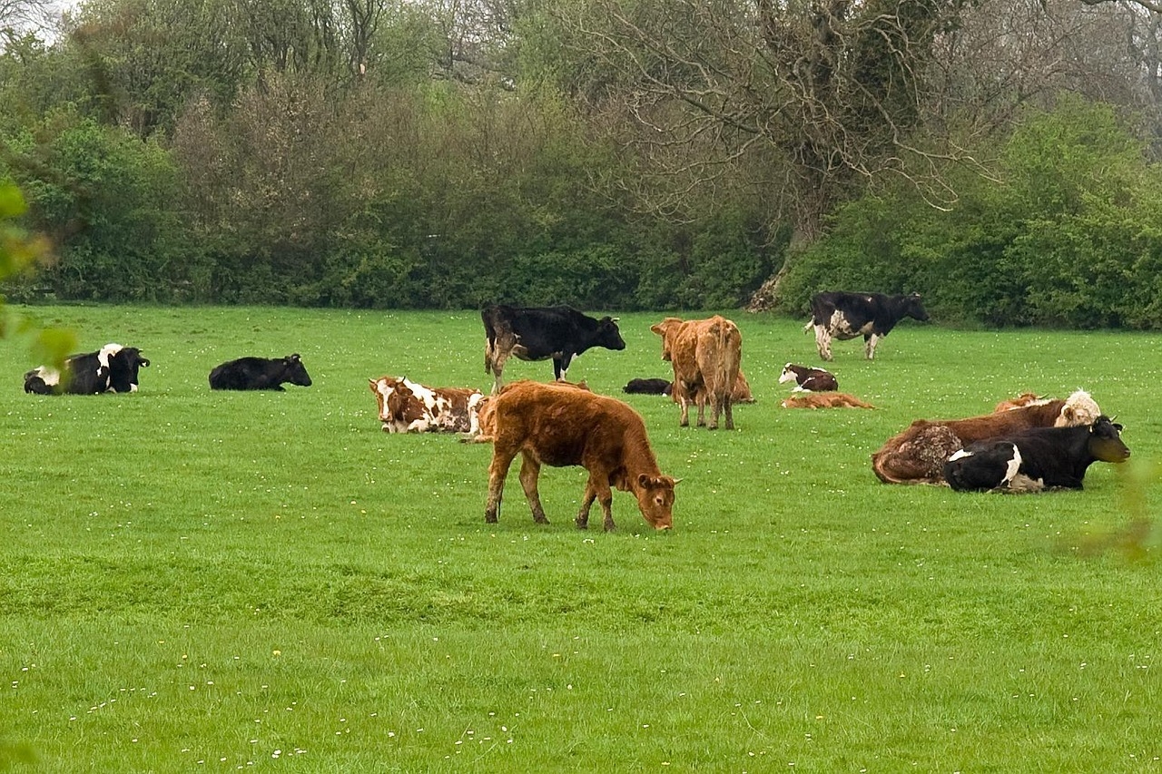 CSO: Cattle prices up 40% in year to March