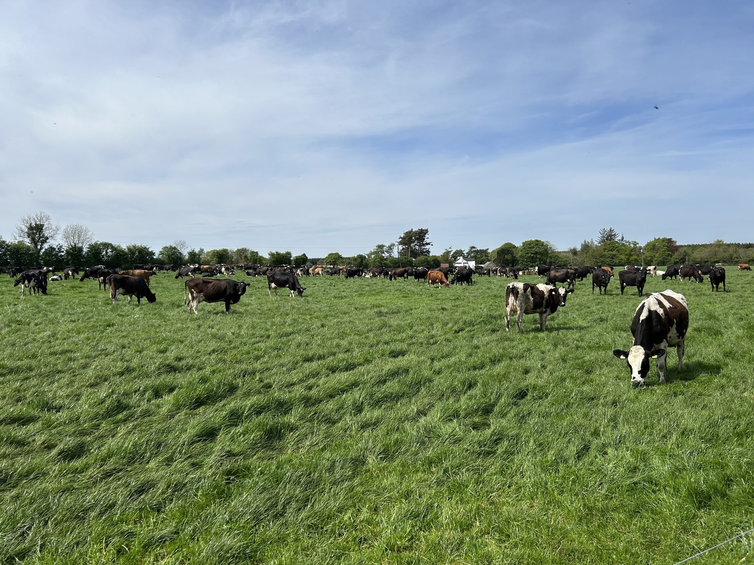 Cows producing 2.5kg milk solids/day on third rotation in Mullingar