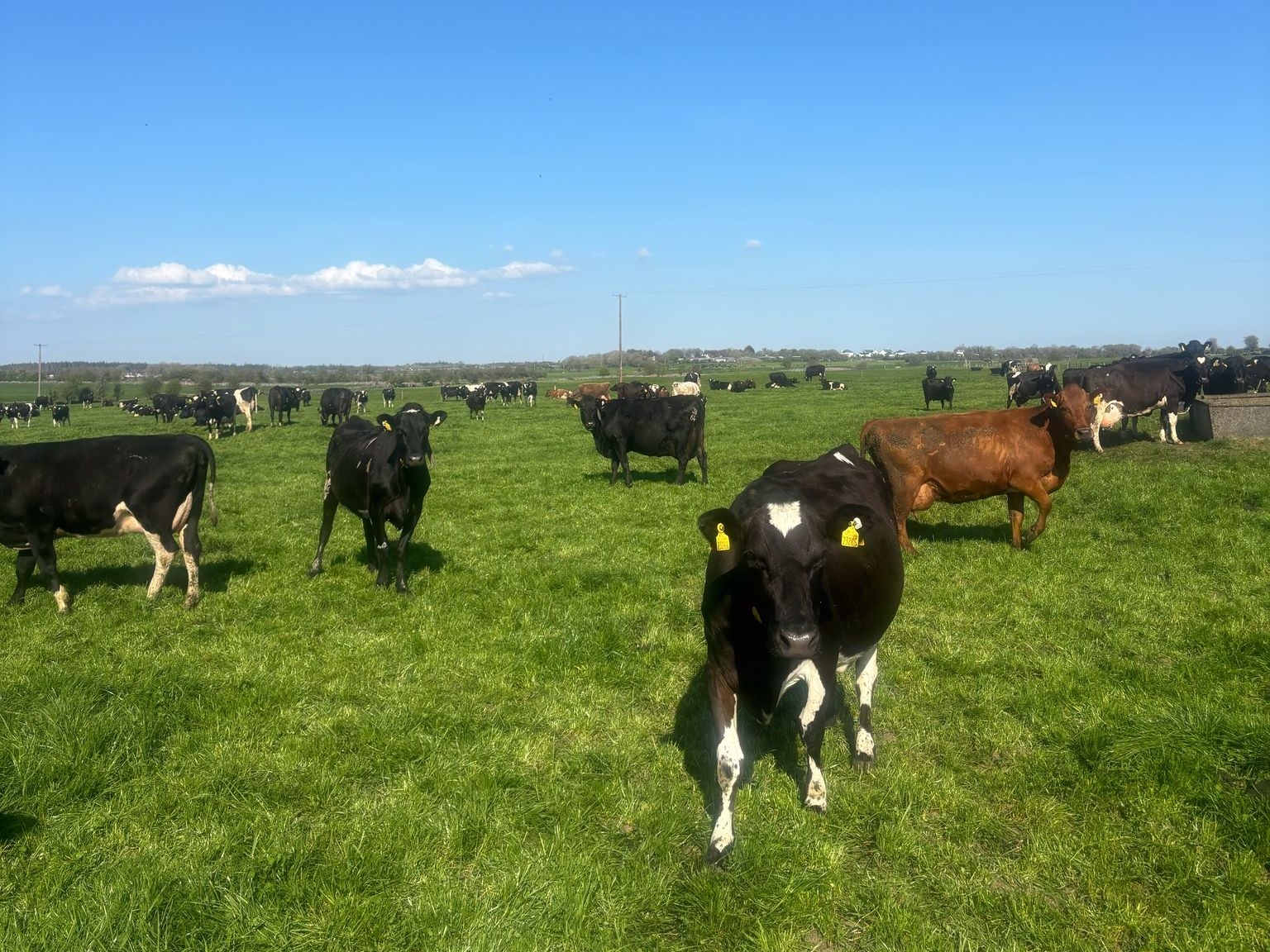Milk Price Tracker: Majority of co-ops hold price for April supplies
