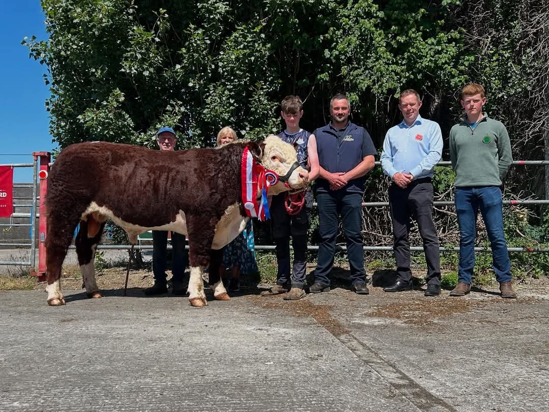 Hereford bulls sell to top price of €6,100 at Nenagh sale