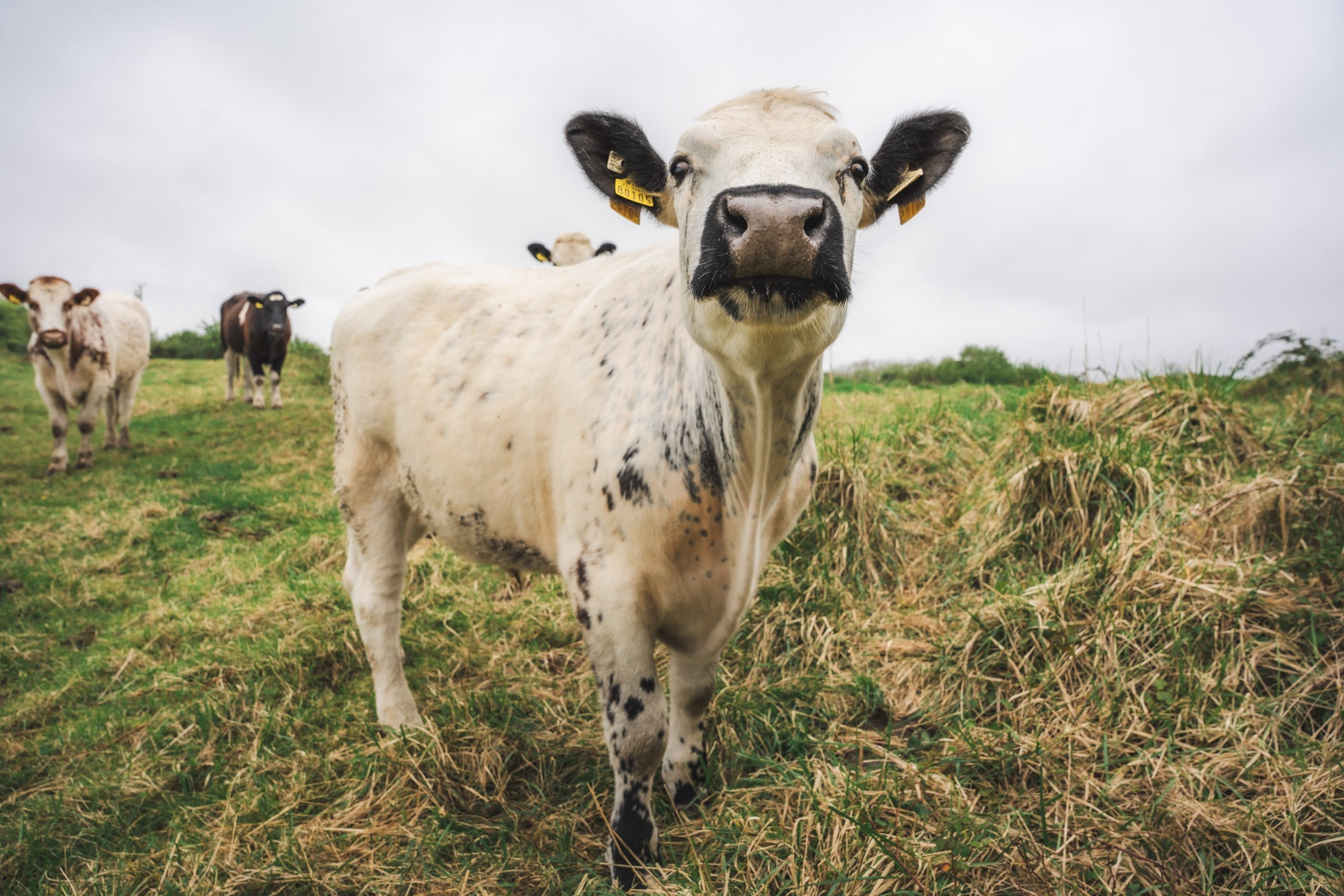 Shannon Airport launches cattle-grazing initiative