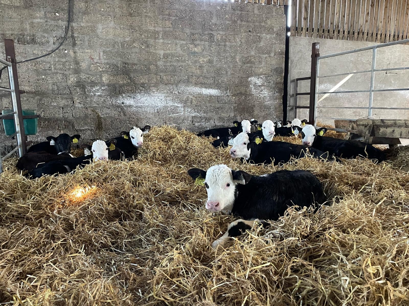 Hereford dairy-beef progeny trial on ABP Demo Farm