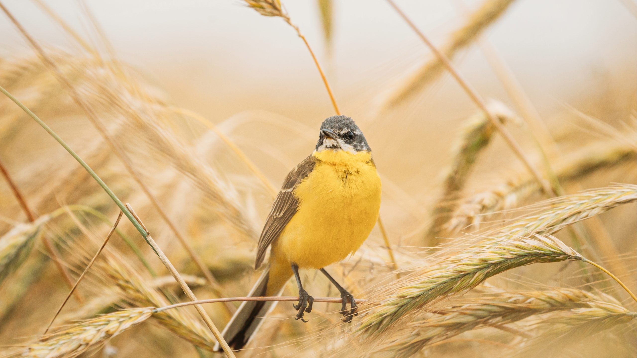 Want to identify a bird? There's an app for that